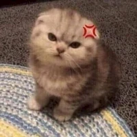 Táo