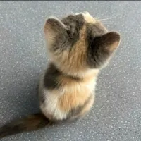 Harry