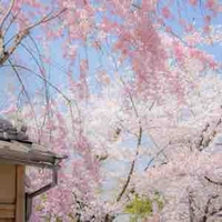 Cả nhà yozakura