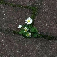 Tác giả|•@✒.✉