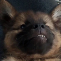 con dog ở đâu ko bt