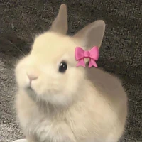 Rabbit🐇