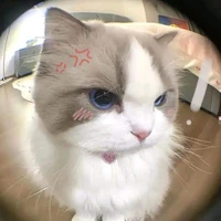 Hệ Thống 001 – Nala