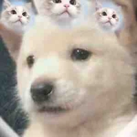 ni ( tgia⚡️🐑 ) 