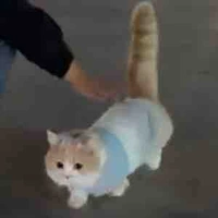 Mèo của em ( bông gòn )