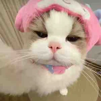 mitt🐣🍄 (con t/g mê H nhất tgiới)