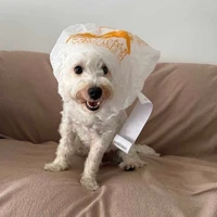 Tác Giả Lười chết