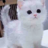 Hoàng Đức Duy (CAPTAINBOY]