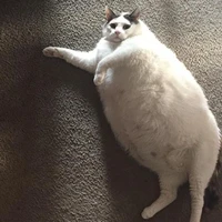 mèo bell