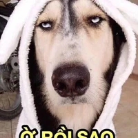 Tác giả bị lười