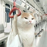 chô li bi -tác giả