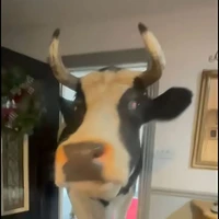 kẻ thống trị loài 🐮