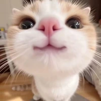 t/g phông bạt nhất thế giới 
Ayzi.