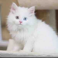 Dạng mèo/Hoàng phúc