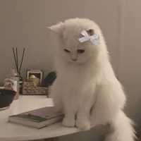 Mèo [phone]