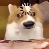 tg🦊