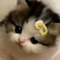 Kitty
