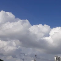 tác giả