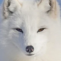 Kita (cáo)