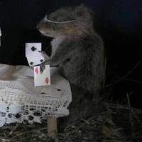 Hamster đuôi dài.