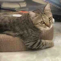 Chú mèo mập địch