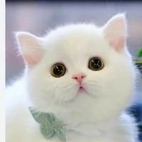 thỏ