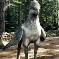 Bằng mã Buckbeak