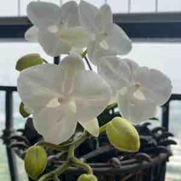 ĐNVP nữ