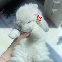 thỏ con <pw>