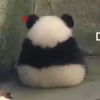 cua thích hát 🦀🎶
