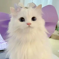 meomimicute(tick tok)/tick
