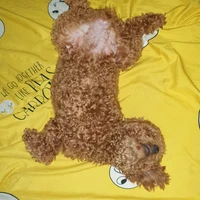 ruby(pet)