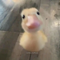 Hệ thống cute phô mai que