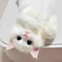 Hệ thống (mèo méo meo mèo meo)