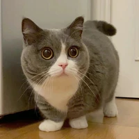 Gấu trúc