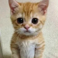 hệ thống 308 ( shochi )