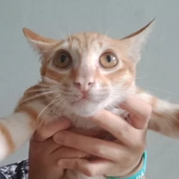 Nhân vật phụ