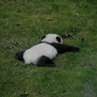 Hệ thống (panda)