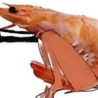 tôm bt đi