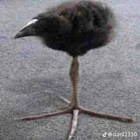 Con chim bấm giờ 🤡