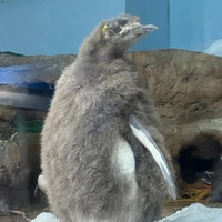 tôi