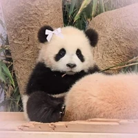 Hùng(trong dạng gấu trúc)