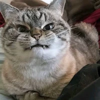 T/g