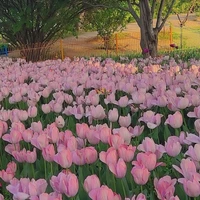 Allhiha ( trừ ai thì trừ )