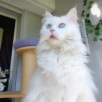 Lulu - mèo của em
