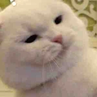 Ace,Sabo,luffy,sans,papyrus,meo