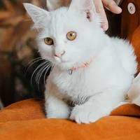 Miana