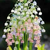 Allhiha aut ( trừ ai thì trừ )