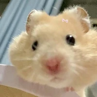 Tác giả bị ngáo 