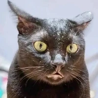 Dạ Miêu( Hạ Chí)